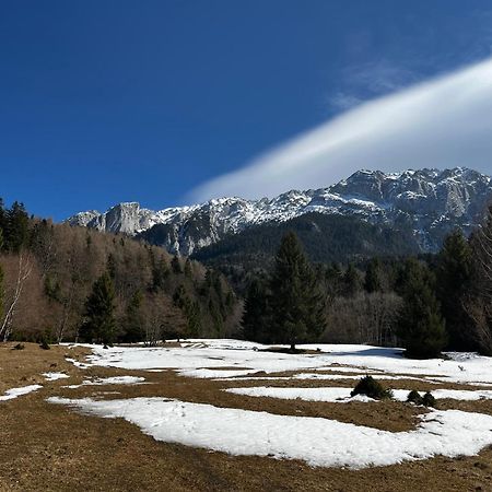 Pensiunea Aliart Zărneşti Eksteriør bilde